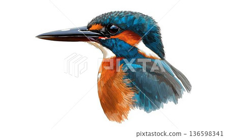 Kingfisher hand-drawn style Kingfisher hand-drawn style 136598341