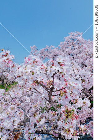 Cherry blossoms in full bloom shining in the blue sky Cherry blossoms in full bloom shining in the blue sky 136599039