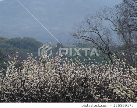 山巒映襯下,白梅花盛開 山巒映襯下,白梅花盛開 136599173
