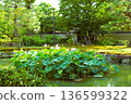 漂浮在池塘的蓮花 136599322
