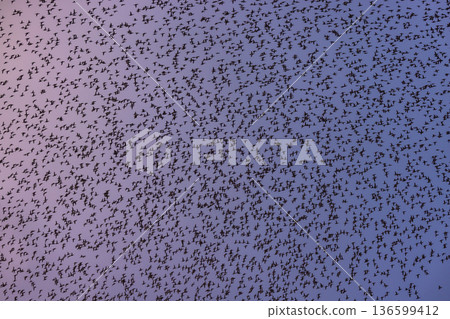 A flock of seagulls flying in the blue sky before dawn 136599412