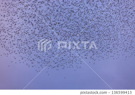 A flock of seagulls flying in the blue sky before dawn A flock of seagulls flying in the blue sky before dawn 136599413