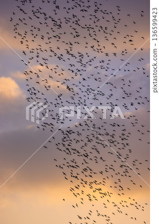 A flock of seagulls flying in the blue sky before dawn A flock of seagulls flying in the blue sky before dawn 136599423