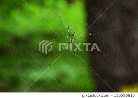 Nephila spider Nephila spider 136599616