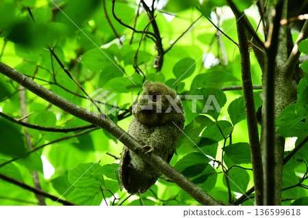 A young screech owl tilting its head 136599618