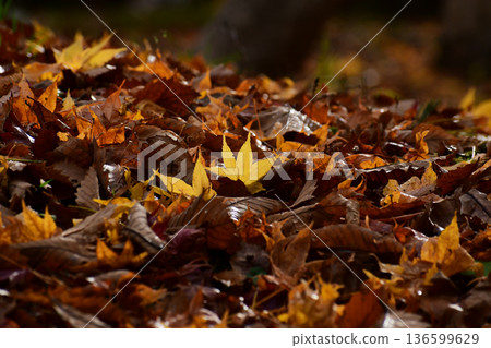 Fallen leaves wet with morning dew Fallen leaves wet with morning dew 136599629