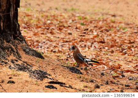 A mountain jay standing under a pine tree A mountain jay standing under a pine tree 136599634