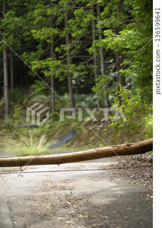 倒下的樹擋住了路 136599641