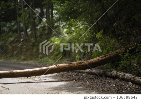 倒下的樹擋住了路 136599642