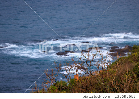 Rough seas and withered winter trees 136599695
