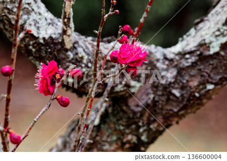Plum blossoms, cultivated variety of sappan plum Plum blossoms, cultivated variety of sappan plum 136600004