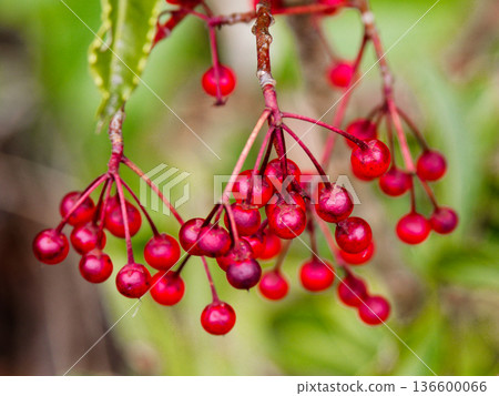 報春花科植物的紅色漿果 報春花科植物的紅色漿果 136600066