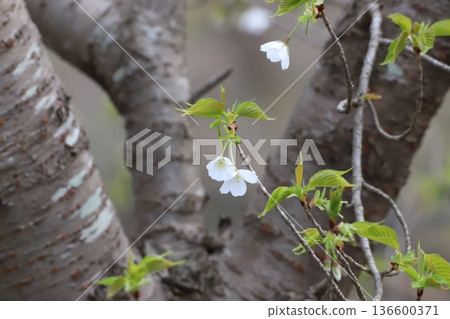 Cherry Blossom	 136600371