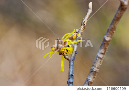 Flowering of witch hazel, a species endemic to Japan Flowering of witch hazel, a species endemic to Japan 136600509