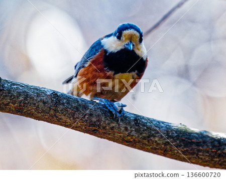 山雀野鳥覓食行為觀察 山雀野鳥覓食行為觀察 136600720