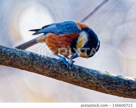 山雀野鳥覓食行為觀察 山雀野鳥覓食行為觀察 136600721