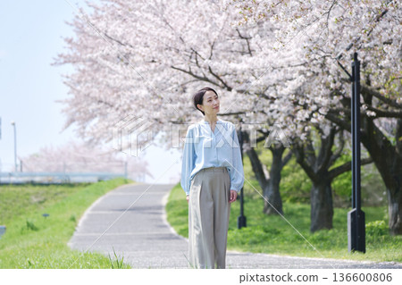 Cherry blossoms in full bloom and a woman walking along a promenade 136600806
