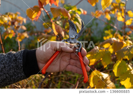 Caucasian mature male hand holding garden shears among autumn foliage Caucasian mature male hand holding garden shears among autumn foliage 136600885