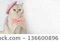 Gray cat with pink beret and bow against a white background 136600896