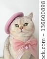 Fashionable cat with pink beret and bow collar looking charming 136600898
