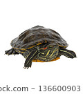 Red-eared slider turtle on white background 136600903