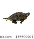 Red-eared slider turtle isolated on white background 136600904