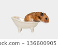 Hamster in miniature bathtub on white background 136600905