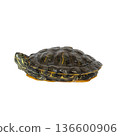 Red-eared slider turtle isolated on white background 136600906