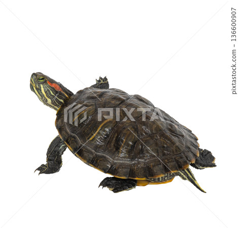 Detailed close-up of red-eared slider turtle on white background 136600907