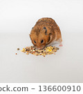 Brown hamster eating assorted grains on white background 136600910