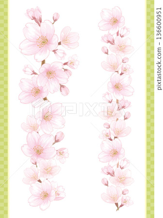 Set of two vertical watercolor illustrations of cherry blossoms 136600951
