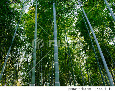 Moso bamboo forest in early spring 136601010