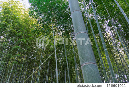 Moso bamboo forest in early spring Moso bamboo forest in early spring 136601011