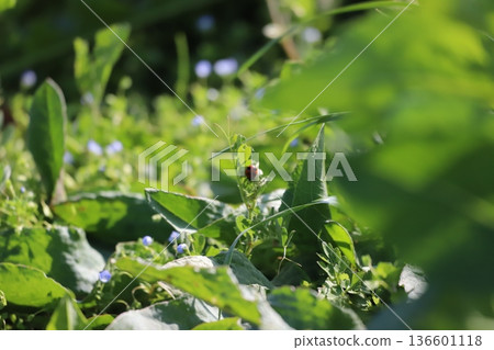 Ladybug in the grass in the sunlight filtering through the leaves Ladybug in the grass in the sunlight filtering through the leaves 136601118