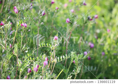 開花在春天領域的普通雕 開花在春天領域的普通雕 136601119