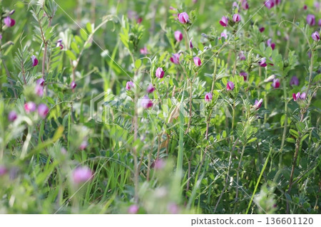 Common vulture blooming in a spring field Common vulture blooming in a spring field 136601120
