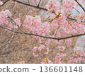 河津櫻花及其嬌嫩的花苞預示著春天的到來。 136601148