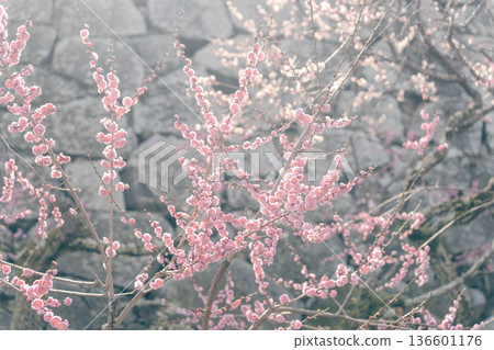 日本梅花 136601176