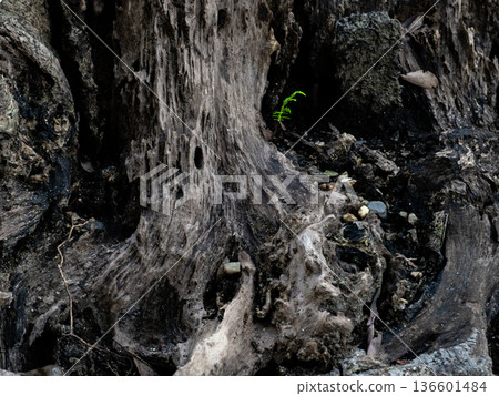 幼苗柏樹和腐爛的樹樁 幼苗柏樹和腐爛的樹樁 136601484
