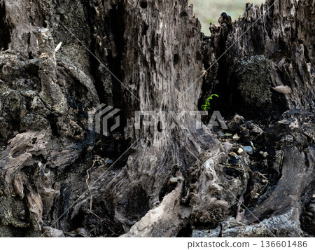 幼苗柏樹和腐爛的樹樁 幼苗柏樹和腐爛的樹樁 136601486