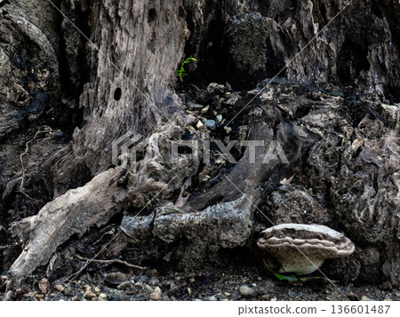 Seedling cypress and decaying stump 136601487