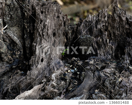 幼苗柏樹和腐爛的樹樁 幼苗柏樹和腐爛的樹樁 136601488