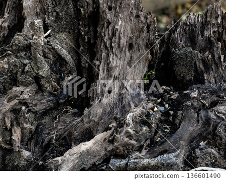 幼苗柏樹和腐爛的樹樁 幼苗柏樹和腐爛的樹樁 136601490