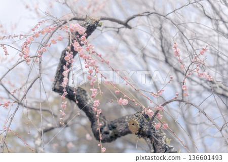 日本梅花 136601493