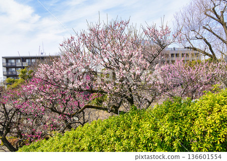 Plum Festival at Hanegi Park Plum Garden in Setagaya Ward, Tokyo 136601554