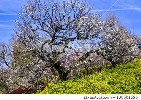 Plum Festival at Hanegi Park Plum Garden in Setagaya Ward, Tokyo 136601556