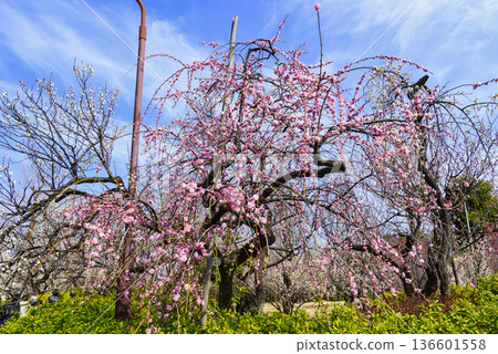東京世田谷區羽根木公園梅園梅花節 東京世田谷區羽根木公園梅園梅花節 136601558