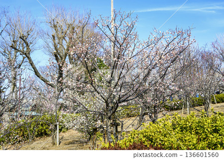 東京世田谷區羽根木公園梅園梅花節 東京世田谷區羽根木公園梅園梅花節 136601560