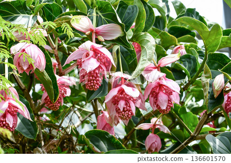 麥地那 (Medinilla magnifica) 麥地那 (Medinilla magnifica) 136601570