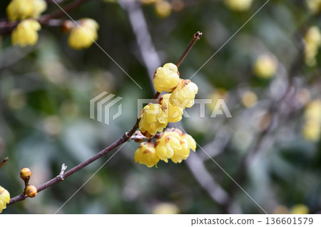 Wintersweet (Chimonanthus praecox) Wintersweet (Chimonanthus praecox) 136601579